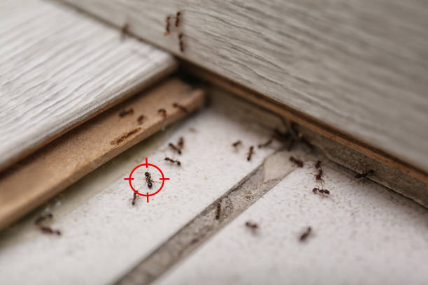 Best Commercial Pest Control Services  in Onawa, IA